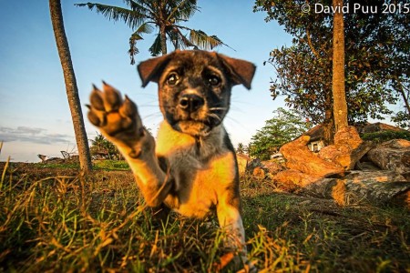 High five welcome back to Bali. Seems like here's always a cute puppy here at the beach.